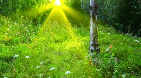 Morning in the forest Stock Footage 21433735