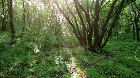 Morning In The Forest Stock Footage 24649116