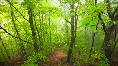 Morning in the forest Stock Footage 32201710