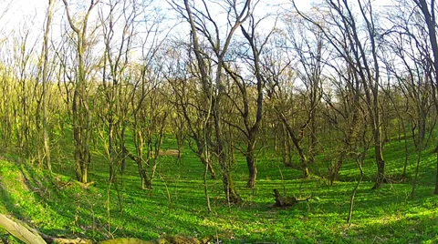 Morning in the forest Stock Footage 36972169