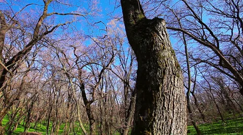 Morning in the forest Stock Footage 37037114