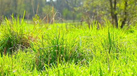 Morning in the forest Stock Footage 37227394