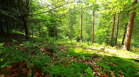 Morning in the forest Stock Footage 41257098