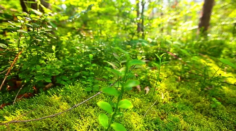 Morning in the forest Stock Footage 41576290