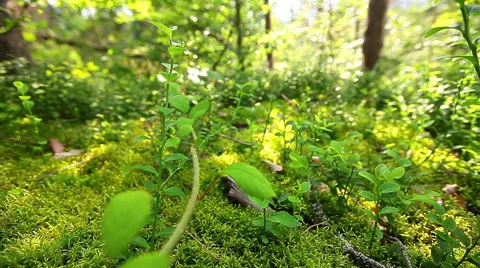 Morning in the forest Stock Footage 41576589