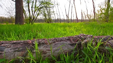 Morning in the forest Stock Footage 49511768