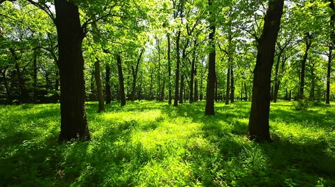 Morning in the forest Stock Footage 50308575