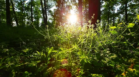 Morning in the forest Stock Footage 50315093