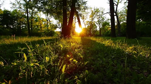 Morning in the forest Stock Footage 50346363