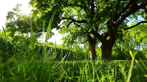 Morning in the forest Stock Footage 50348152