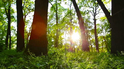Morning in the forest 库存影片 50364567