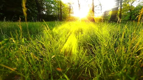 Morning in the forest Stock Footage 56946645