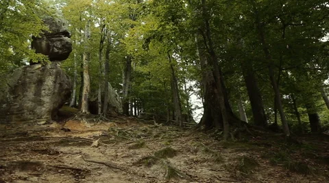 Morning in the forest Stockbeeldmateriaal 65780981