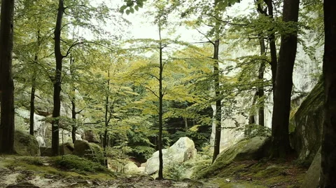 Morning in the forest Stockbeeldmateriaal 65781107