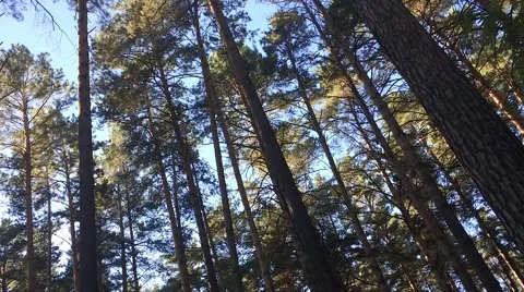 Morning in the forest Stock Footage 68085843