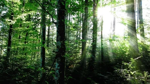 Morning in the forest Stock Footage 80412820
