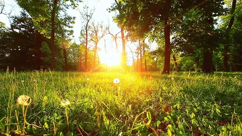 Morning in the forest Stock Footage 80715033