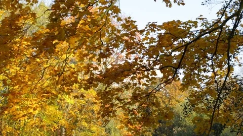 Morning in the forest Vidéo 81294269