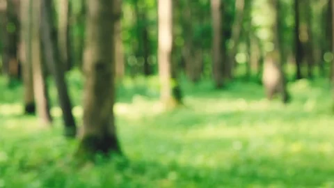 Morning in the forest Stock Footage 85064563