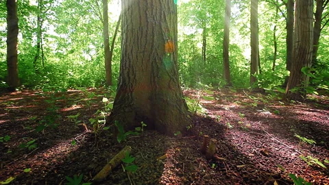 Morning in a  forest Stock Footage 86206620