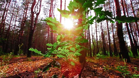Morning in a  forest Stock Footage 89471920