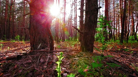 Morning in a  forest Stock Footage 89472363