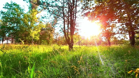 Morning in a  forest 库存影片 89476043