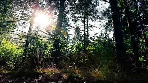 Morning in a  forest Stock Footage 90776512