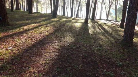 Morning forest Видео 91801569