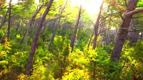 Morning in a  forest Stock Footage 94090831