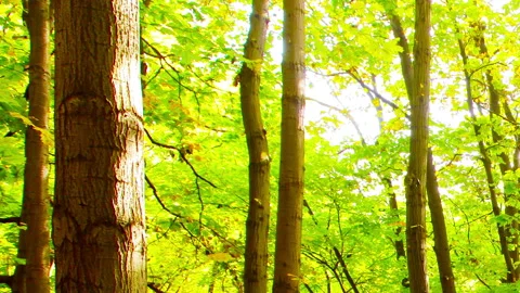 Morning in a  forest Stock Footage 99280015