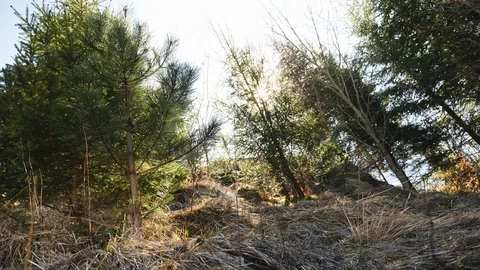 Morning in the forest Video stock 105377959