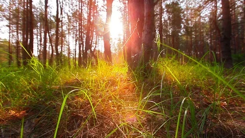 Morning in the forest Stock Footage 106323568