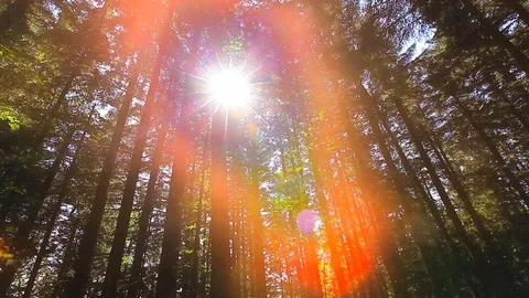 Morning in the forest Stock Footage 112863208