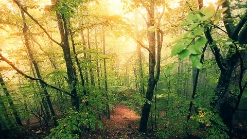 Morning in a  forest Stock Footage 118495529