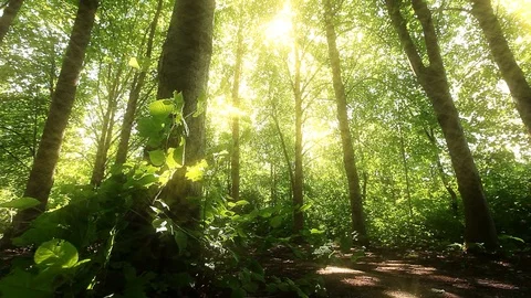 Morning in a  forest Stock-Footage 119434729