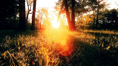 Morning in a  forest Stock Footage 119435238