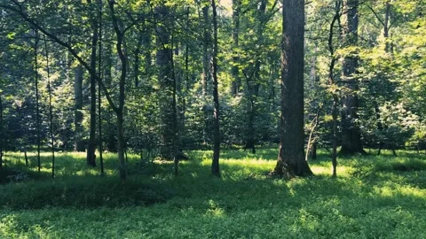 Morning in forest Stock Footage 153021193