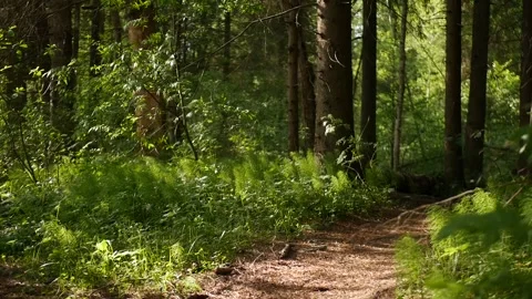 Morning in the forest. Stock Footage 155881575