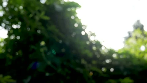 Morning forest Stock Footage 168181823