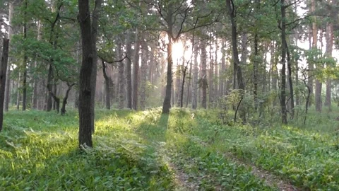 Morning in the forest Video stock 169404297