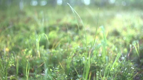 Morning forest 動画素材 170059643