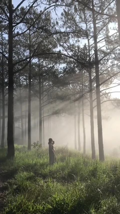 Morning in the forest Video stock 203880471