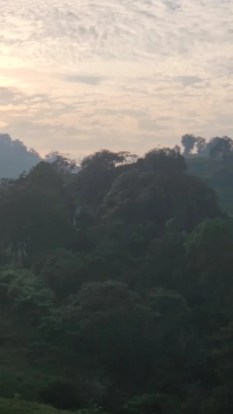 Morning in the forest Stock Footage 284751759