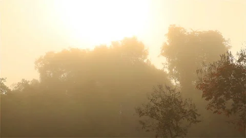 Morning forest Stock Footage 296283165