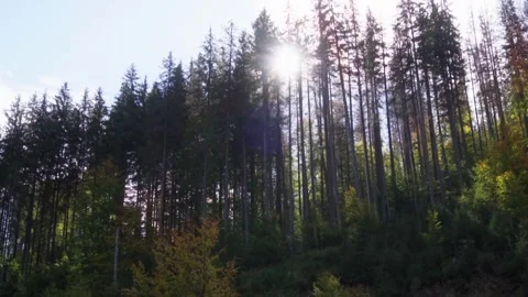 Morning in the forest Stock Footage 302885171