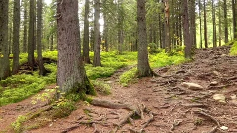 Morning in the forest Stock-Footage 309164192