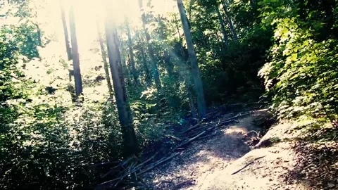 Morning in the forest MVI 9341 512 Stock Footage 168024552