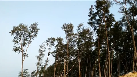 Morning Forest &amp; Open sky 動画素材 108434257