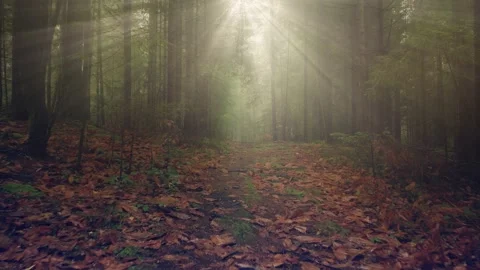 Morning forest path with sun rays Stock Footage 228739350